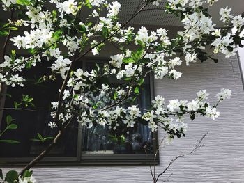 Flowers blooming on plant