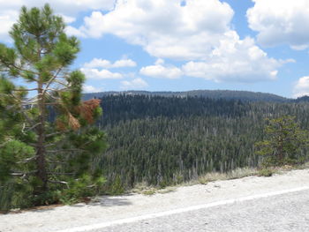 Scenic view of forest against sky