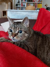 Close-up portrait of a cat at home