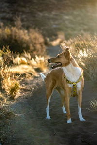 Dog looking away on field