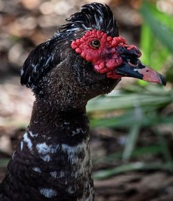 Close-up of muscovy duck