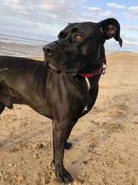 Black dog looking away