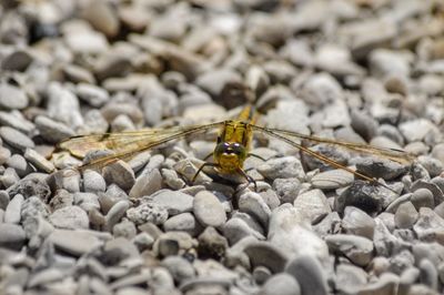 Close-up of insect