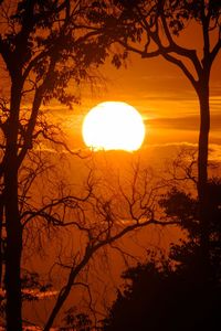 Silhouette tree against orange sky