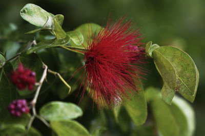 Close-up of red flowering plant