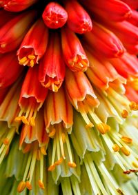 Close-up of red dahlia