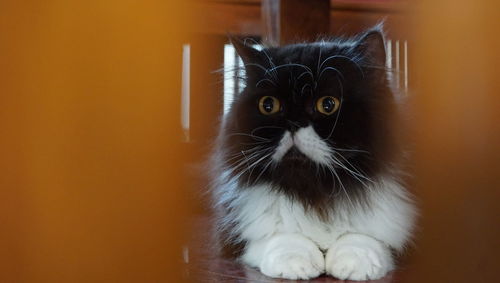 Close-up portrait of a cat at home