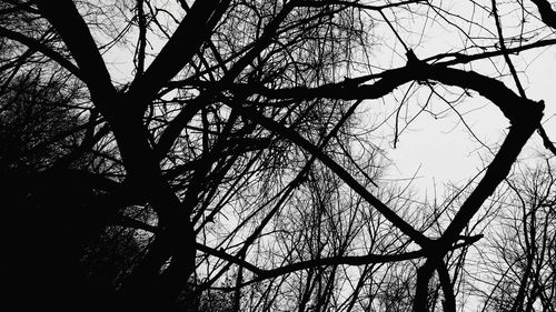 Low angle view of tree against sky