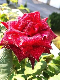 Close-up of red rose on plant