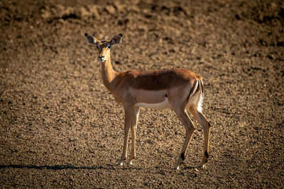 Female common impala stands on gravel pan