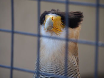 Close-up portrait of owl in cage