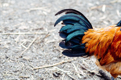 Cropped image of chicken on field