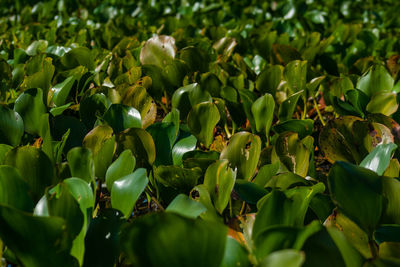 Full frame shot of flowering plants