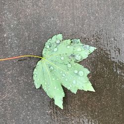 High angle view of leaf on road