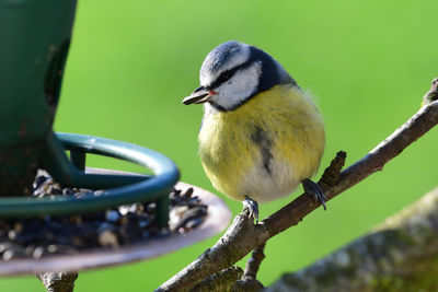 Close-up of a bluetit feeding on a bird feeder 