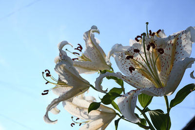 Low angle view of white flowers