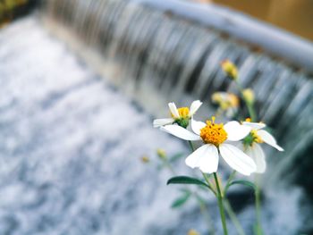 Close-up of white daisy flower