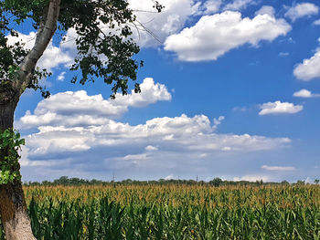 Scenic view of agricultural field against sky