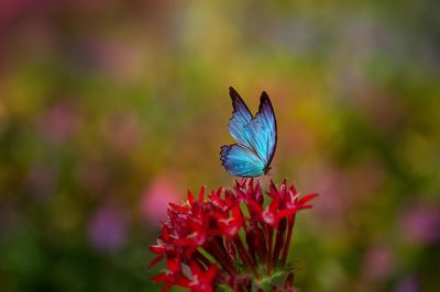 Close-up of butterfly pollinating on flower