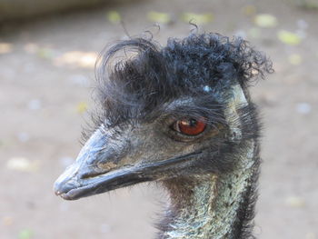 Close-up of a bird looking away