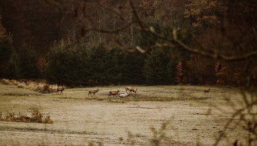 View of animals in the forest