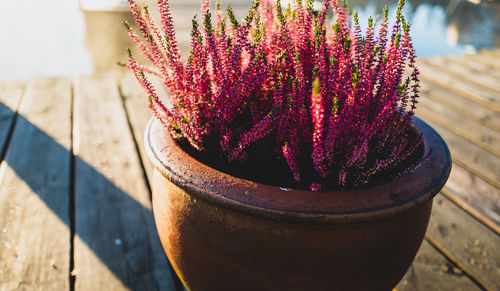 High angle view of purple flower pot on pier