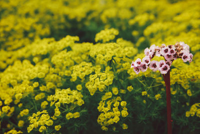 Close-up of yellow flower