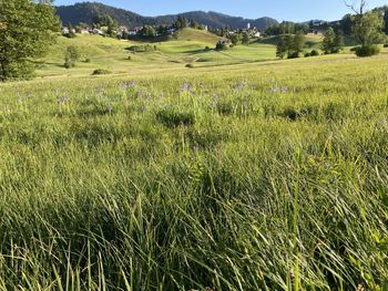 Scenic view of grassy field