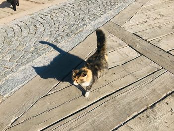 High angle view of cat on footpath