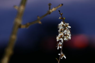 Close-up of flower buds