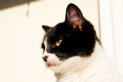 Close-up portrait of cat
