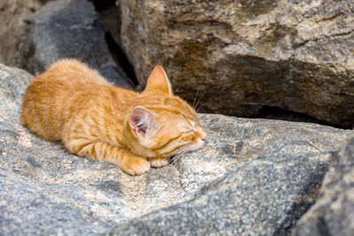 Cat sleeping peacefully in the sun on a stone on a beach, in sunny day