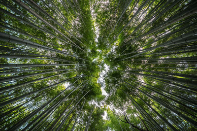 Low angle view of tree