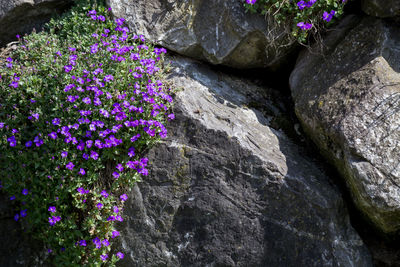Close-up of purple flowers blooming on rock