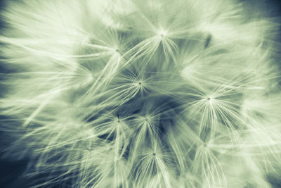 Close-up of dandelion on plant