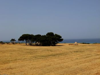Trees on field against clear sky