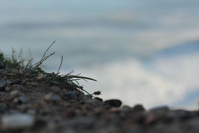 Close-up of rock
