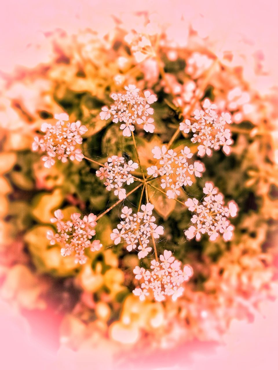 CLOSE-UP OF PINK FLOWER PLANT