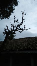 Low angle view of bird on roof of building