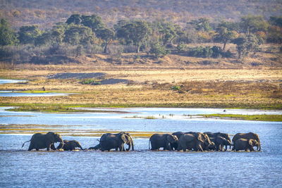 Elephants walking in lake