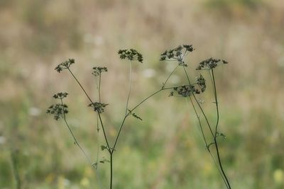 Close-up of wilted plant on field