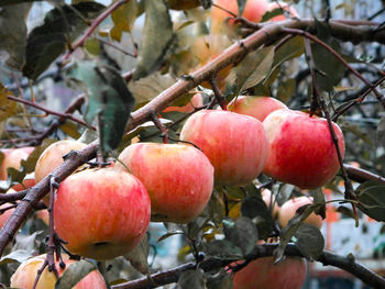 Close-up of apples on tree