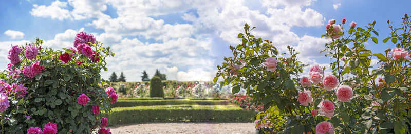 Close-up of pink flowering plants in park