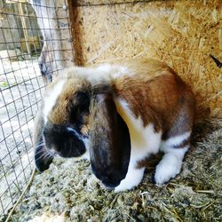 Close-up of cat in cage