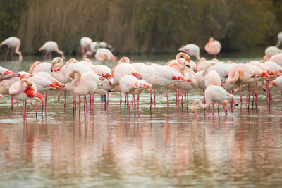 Flamingos in the camarque in southern france, wildlife provence