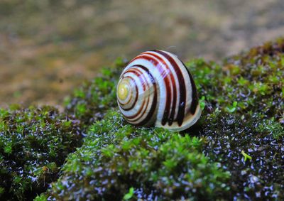 Close-up of snail on land