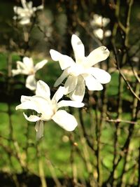 Close-up of white flowering plant