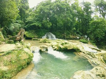 Scenic view of river amidst trees in forest