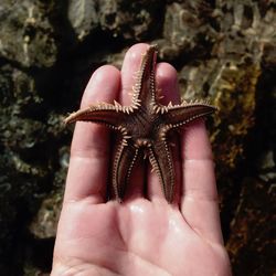 Cropped image of hand holding starfish