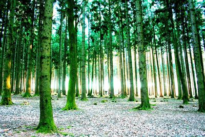 Trees in forest